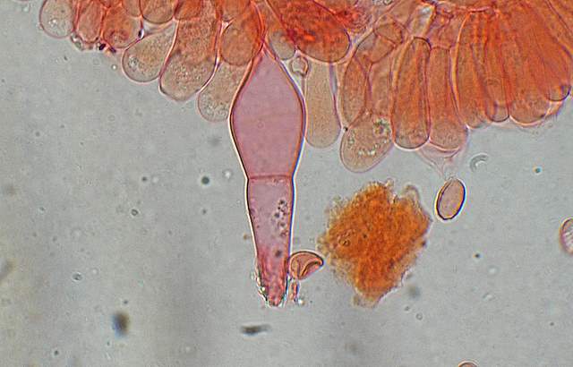 Macromiceti jurassiani � la lunga ricerca